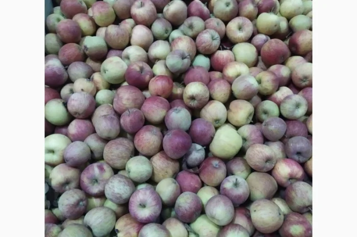 Купимо яблоко на сік, 60 тонн в день- фото № 1