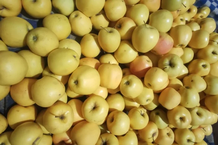 Продам яблука Голден- фото № 1