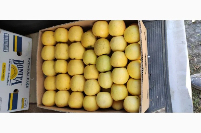 Продам яблука Голден- фото № 2