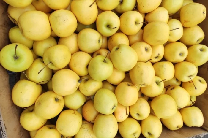 Продам яблука Голден- фото № 3