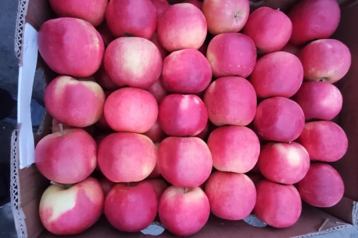 Продам яблука Голден- фото № 4