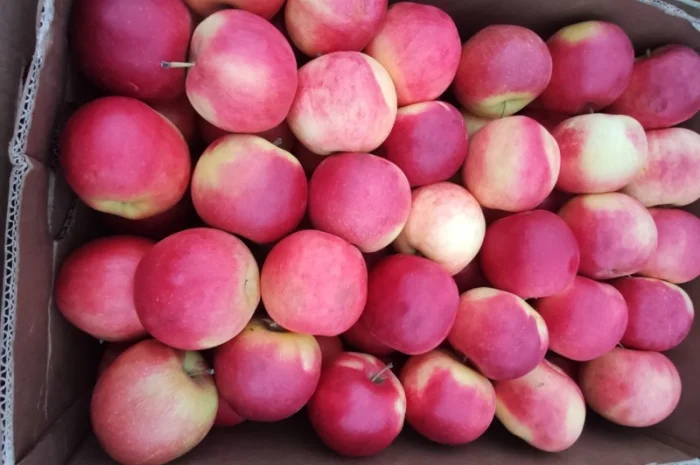 Продам яблука Голден- фото № 5