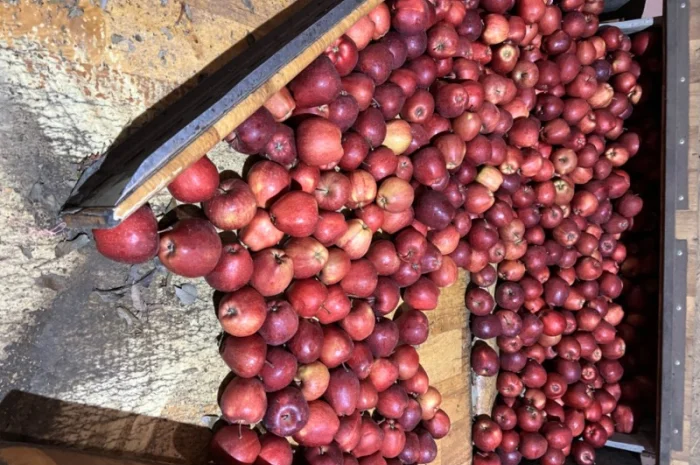 Фермерське Господарство реалізує яблука різних сортів- фото № 1