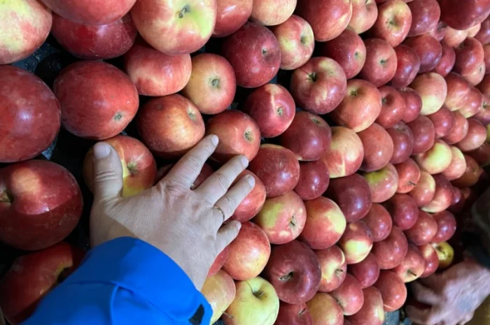 Фермерське Господарство реалізує яблука різних сортів- фото № 2