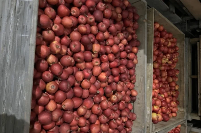 Фермерське Господарство реалізує яблука різних сортів- фото № 3