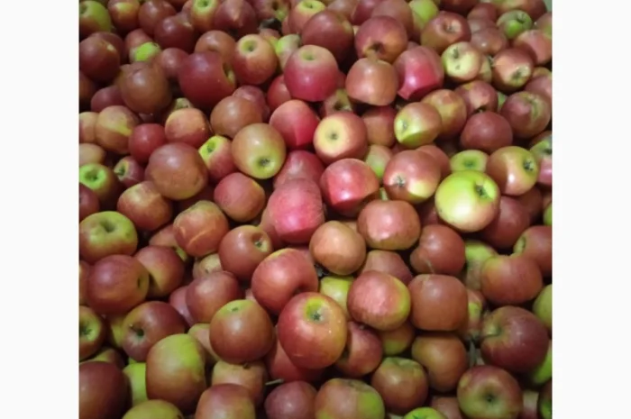 Продаются яблоки оптом- фото № 1