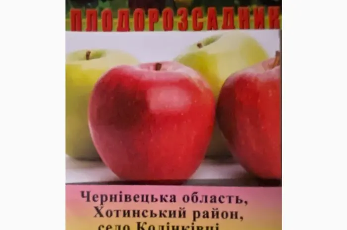Продам яблука опт- фото № 4