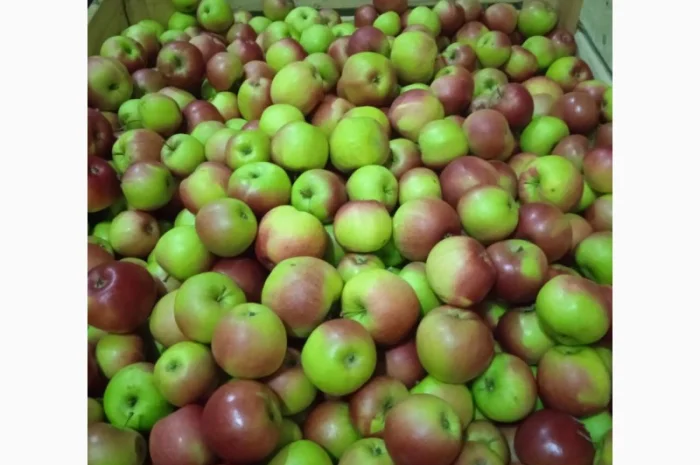 Продаются яблоки оптом- фото № 5