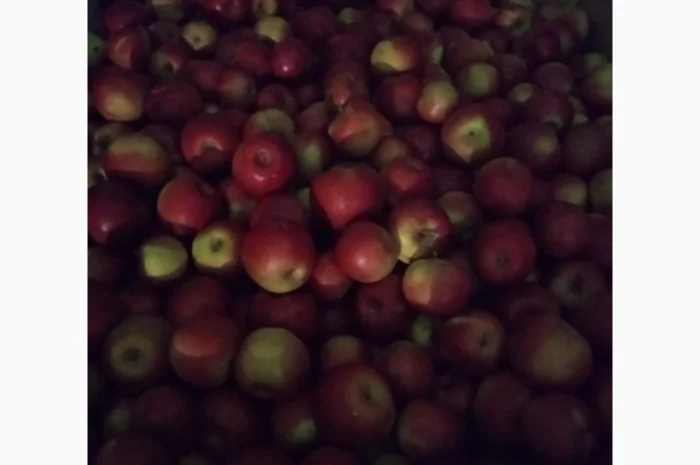 Продам яблука оптом- фото № 3