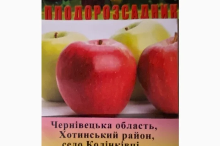 Продам яблука оптом- фото № 5