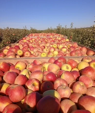 Продам яблука оптом- фото № 6