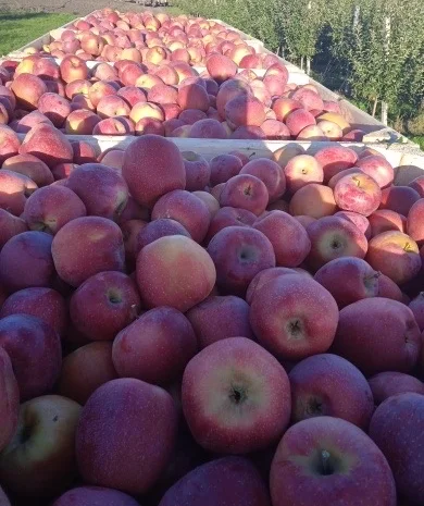 Продам яблука оптом- фото № 7