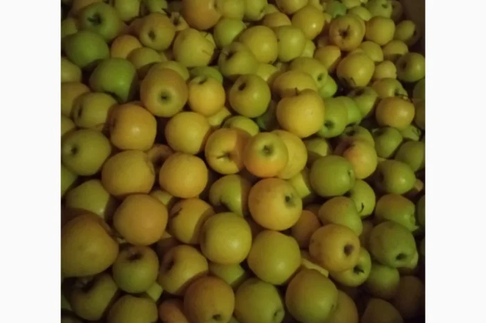 Продам яблоки- фото № 3