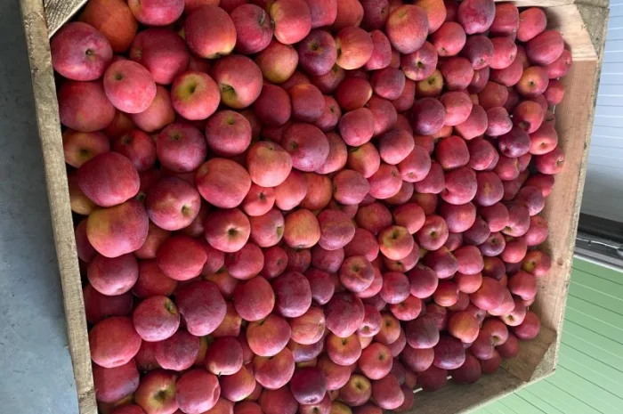 Продам яблуко Чемпіон, Пінола, Голден- фото № 1