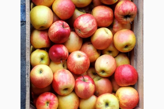 Продам Яблука гуртом за Вигідною ціною- фото № 1