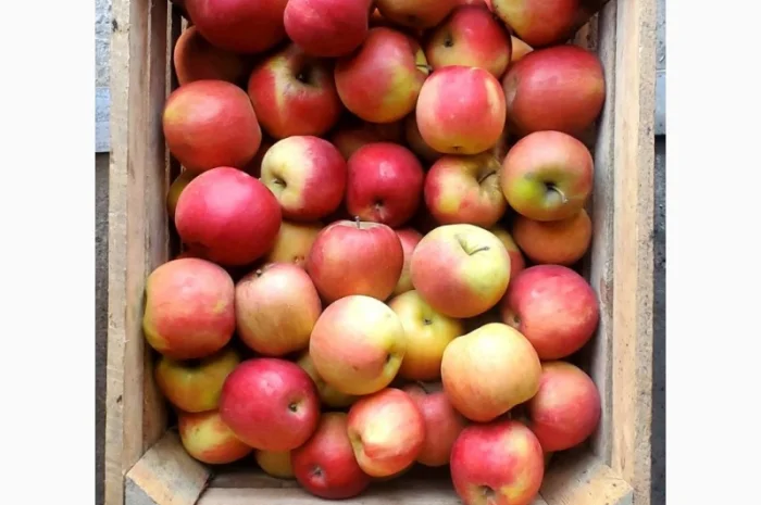 Продам Яблука гуртом за Вигідною ціною- фото № 2