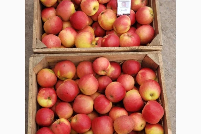 Продаются яблоки оптом для переработки- фото № 2