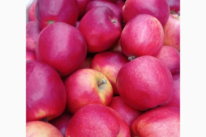 Продам яблука з власного саду- фото № 1