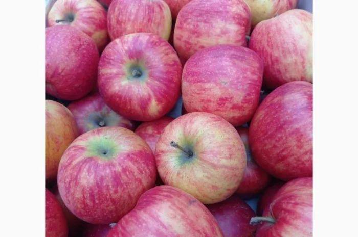 Продам яблука з власного саду- фото № 2