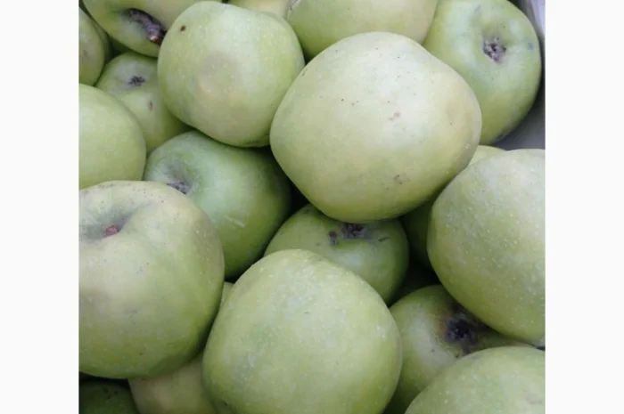 Продам яблука з власного саду- фото № 3