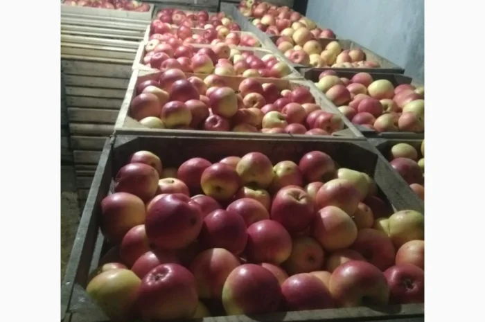 Продам яблука, чемпіон, пінова, ліголь, флоріна, снежний кальвін, голден, фуджи- фото № 1