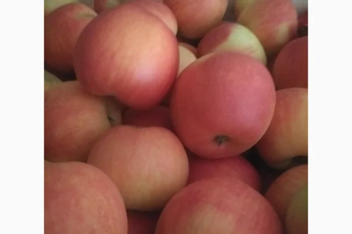 Продам яблука, чемпіон, пінова, ліголь, флоріна, снежний кальвін, голден, фуджи- фото № 2