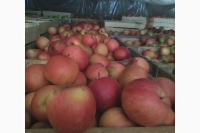 Продам яблука, чемпіон, пінова, ліголь, флоріна, снежний кальвін, голден, фуджи- фото № 3