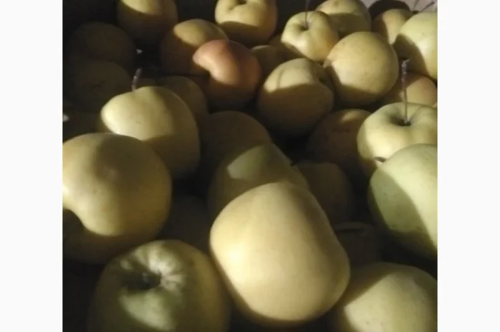 Продам яблука, чемпіон, пінова, ліголь, флоріна, снежний кальвін, голден, фуджи- фото № 4