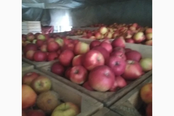 Продам яблука, чемпіон, пінова, ліголь, флоріна, снежний кальвін, голден, фуджи- фото № 5