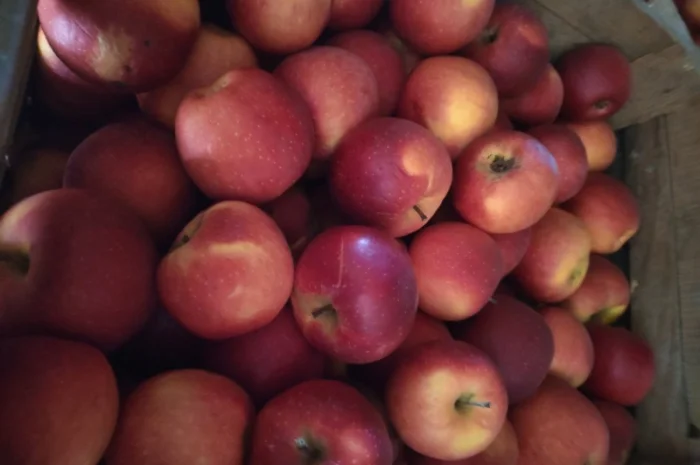 Продам яблука, лігольд, флоріна- фото № 1