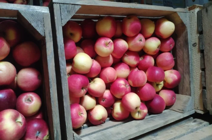 Продам яблука, лігольд, флоріна- фото № 2