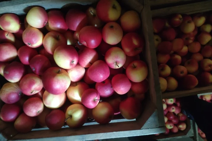 Продам яблука, лігольд, флоріна- фото № 3