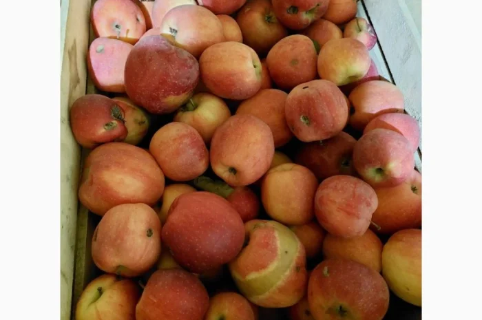 Продам яблука на сушку, сік, пюре, повидно- фото № 4