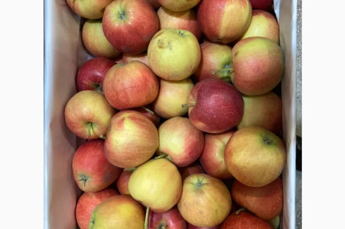 Яблоки оптом- фото № 1