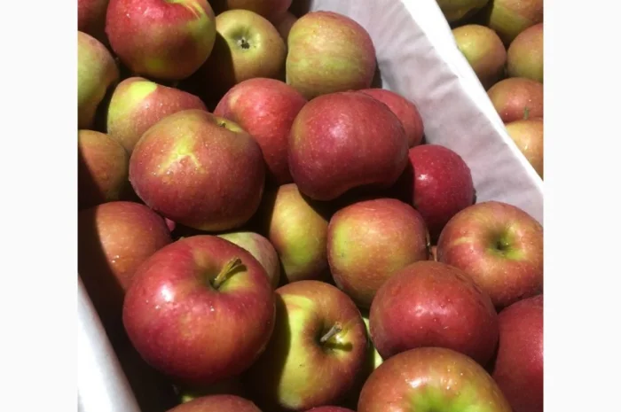 Яблоки оптом- фото № 11