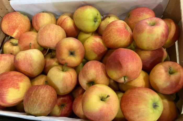 Яблоки оптом- фото № 4