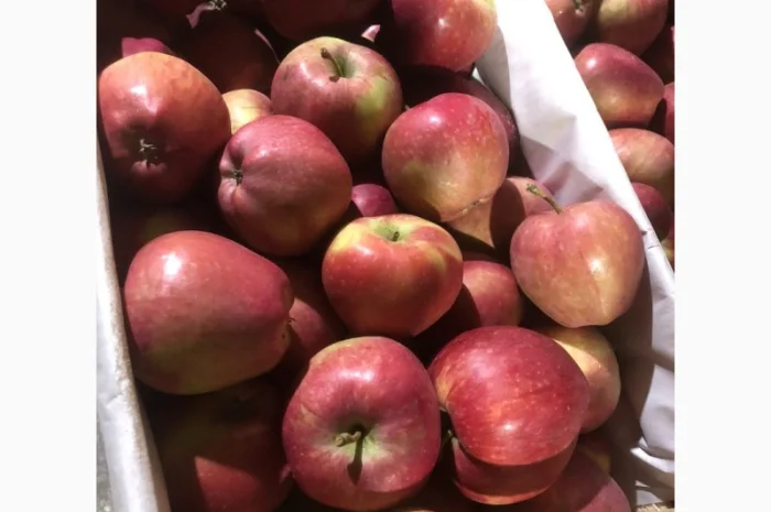 Яблоки оптом- фото № 5