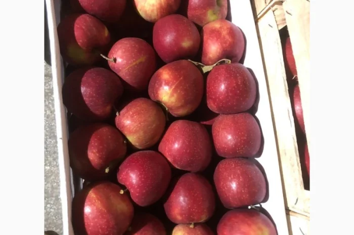 Яблоки оптом- фото № 6