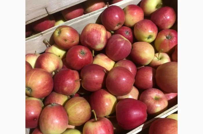 Яблоки оптом- фото № 9