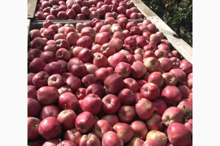 Яблука різних сортів- фото № 1