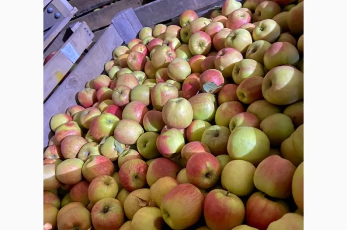 Продаються яблука сорту «Чемпіон»- фото № 1
