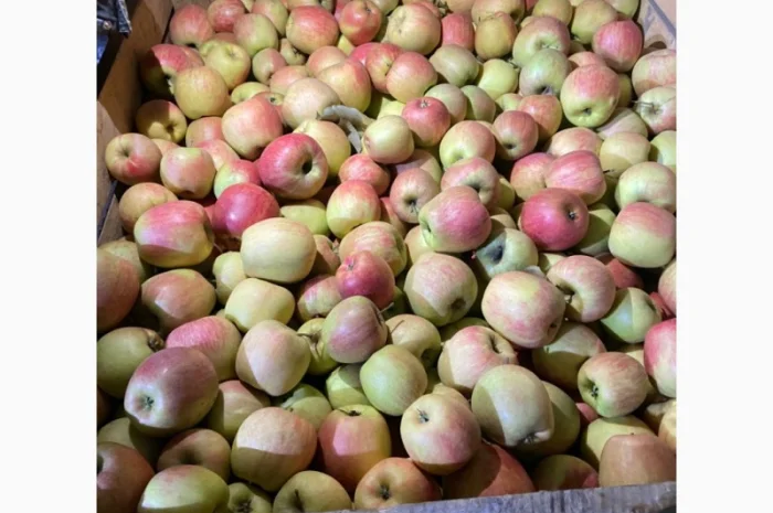 Продаються яблука сорту «Чемпіон»- фото № 3