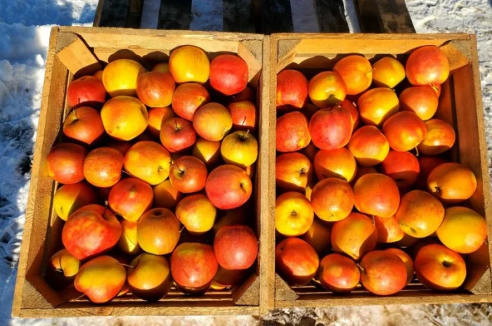 Продам ЯБЛУКА гурт: Голден, Джонаголд, Айдарет, Симеренко- фото № 4