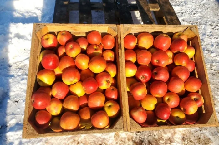 Продам ЯБЛУКА гурт: Голден, Джонаголд, Айдарет, Симеренко- фото № 1