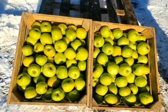 Продам ЯБЛУКА гурт: Голден, Джонаголд, Айдарет, Симеренко- фото № 2