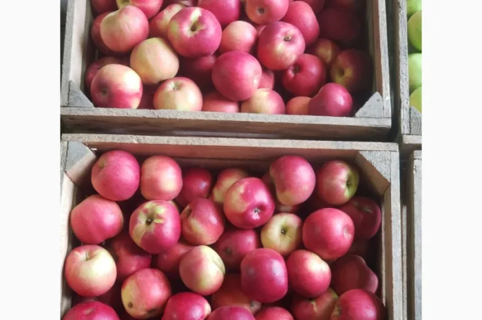 Яблука різних сортів опт- фото № 2
