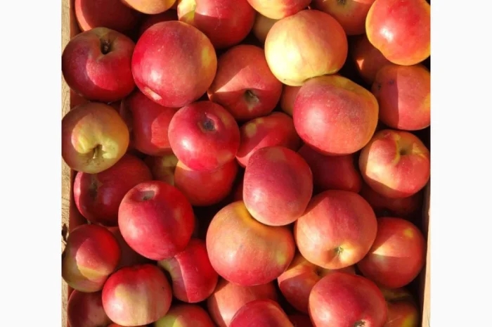 Яблука різних сортів опт- фото № 1