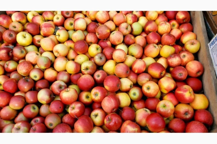 Яблука різних сортів гуртом- фото № 2