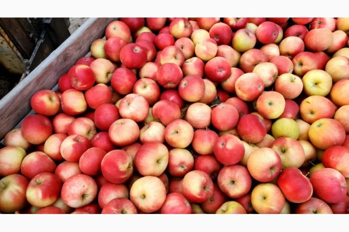Яблука різних сортів гуртом- фото № 1