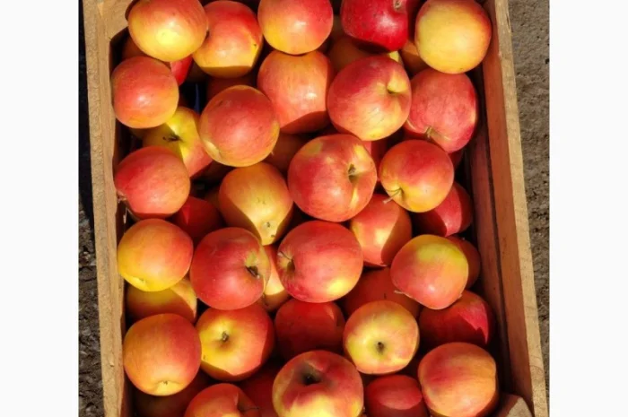 Яблука гурт- фото № 1